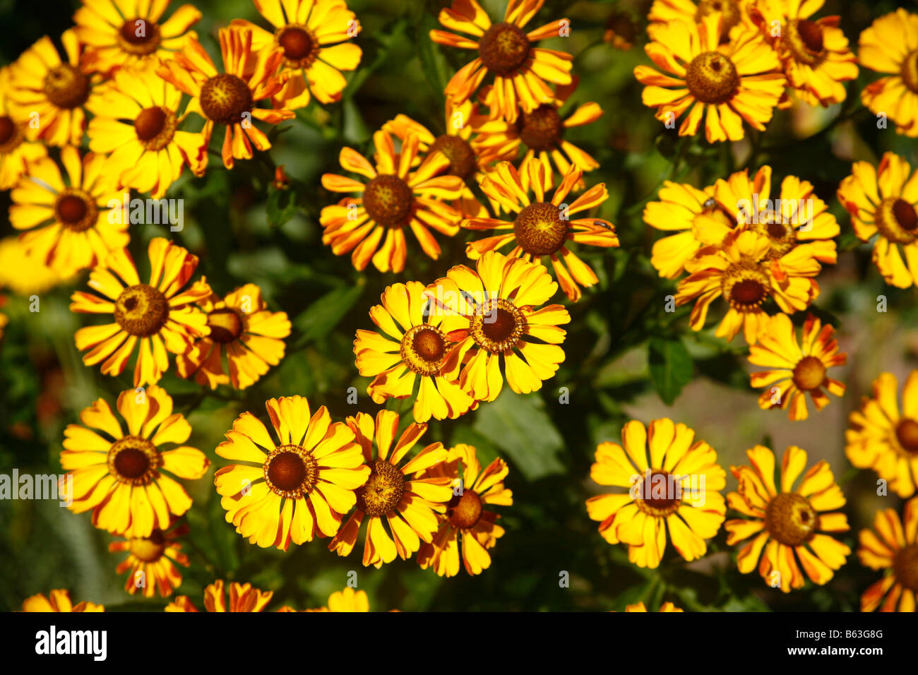 Helenium (Helenium autumnale), variety: Baronin Linden, flowers Stock Photo