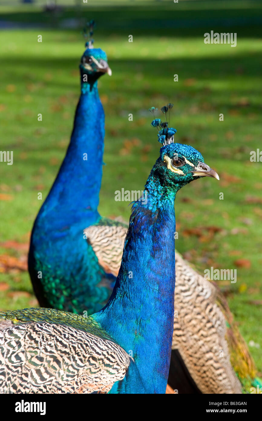 Collar y correa multiposición Peacocks