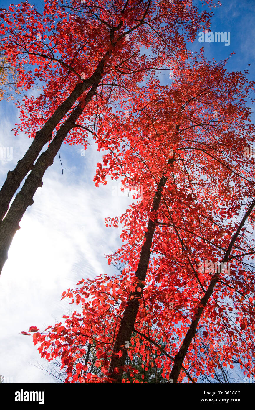 Maple tree in fall color, White Mountains, New Hampshire, USA, Stock Photo