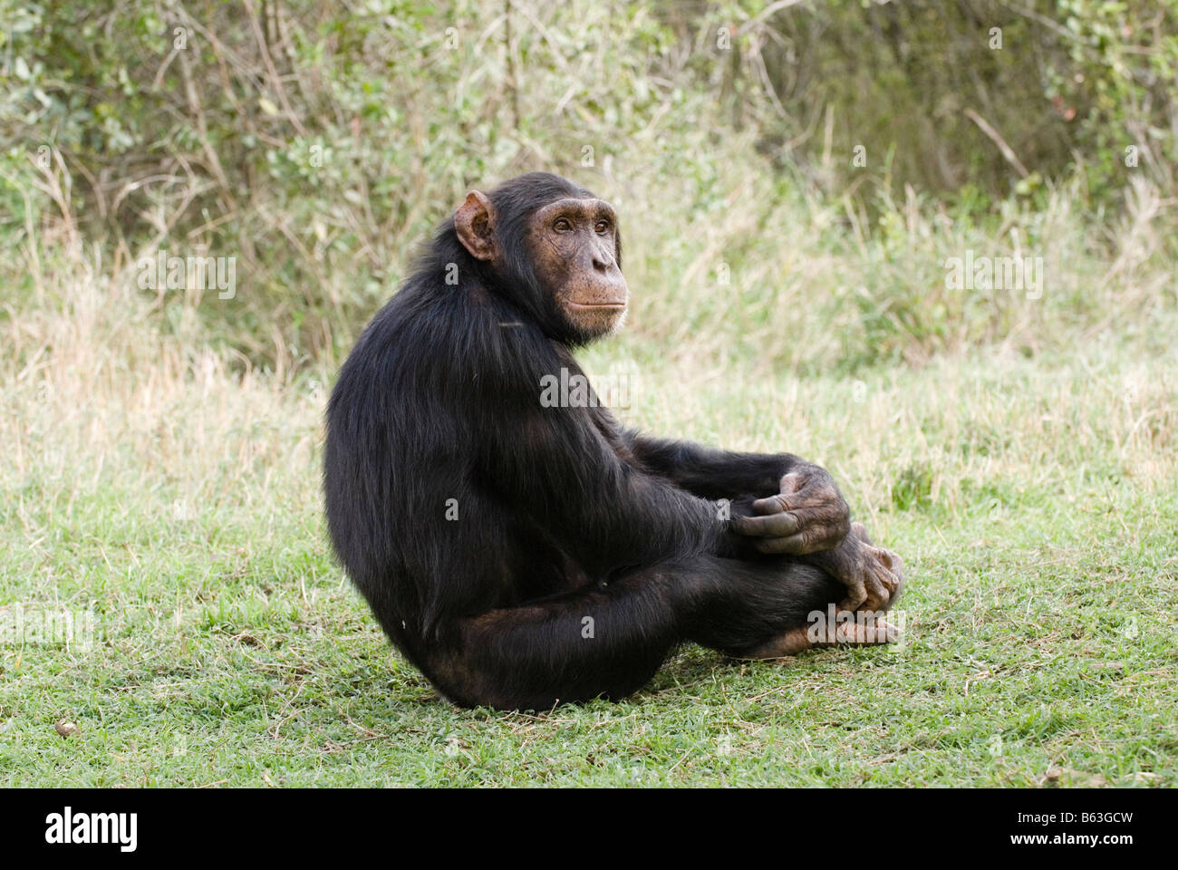 Common Chimpanzee, Pan troglodytes, Laikipia Sweetwaters Privat RESERVE KENYA Africa Stock Photo