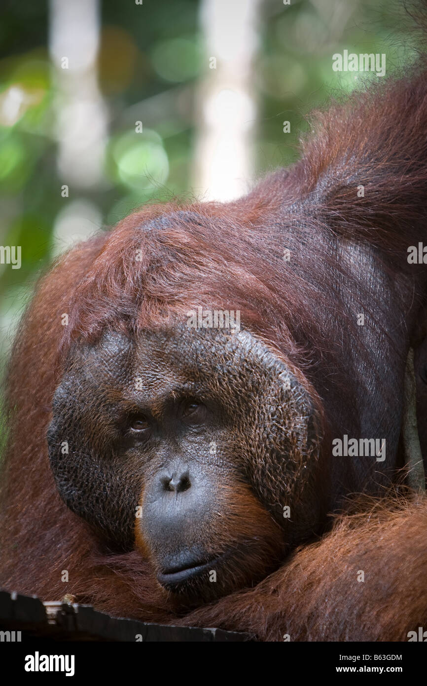Male orangutan [Pongo pygmaeus] in Tanjung Puting NP Borneo Stock Photo ...