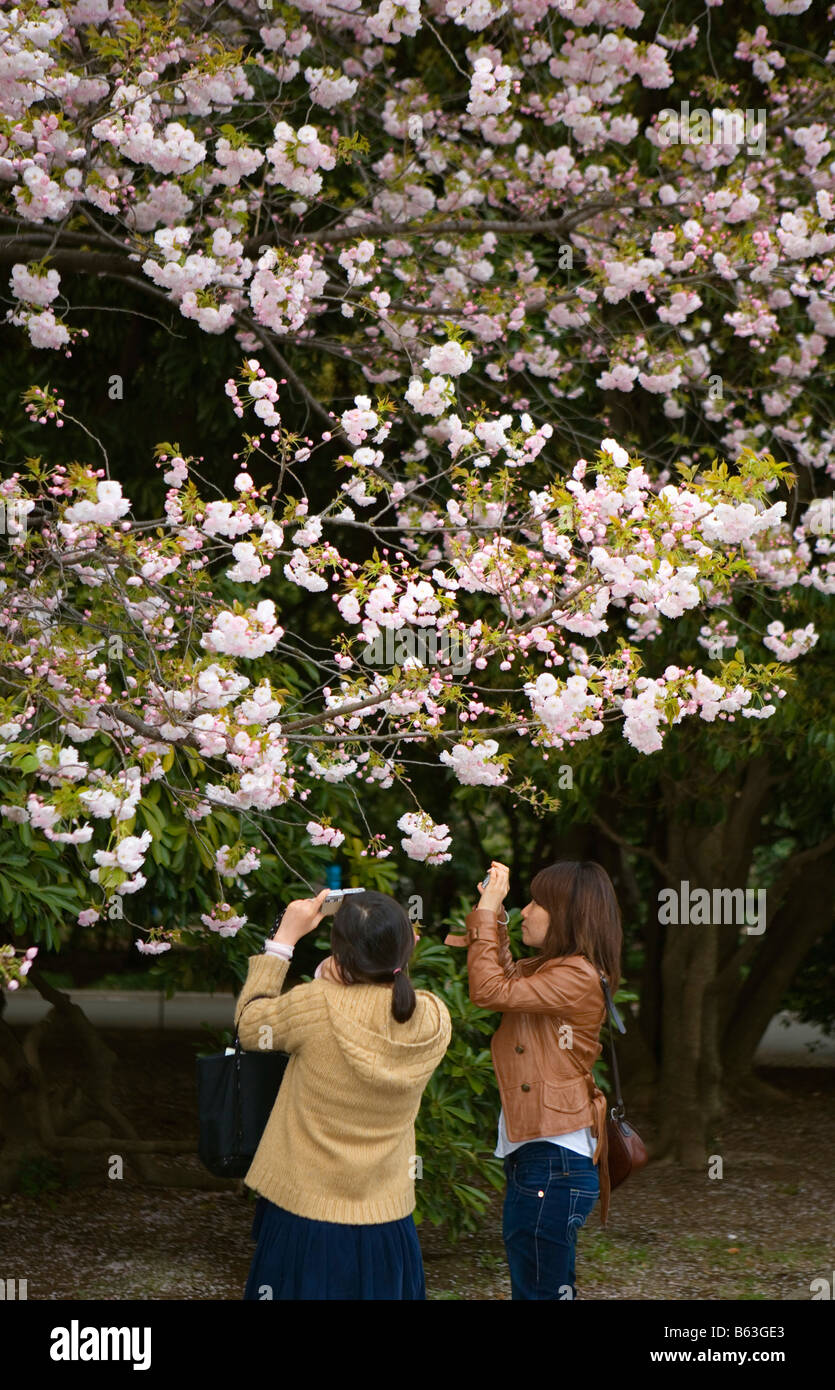 SHINJUKU GYOEN HANAMI Stock Photo - Alamy