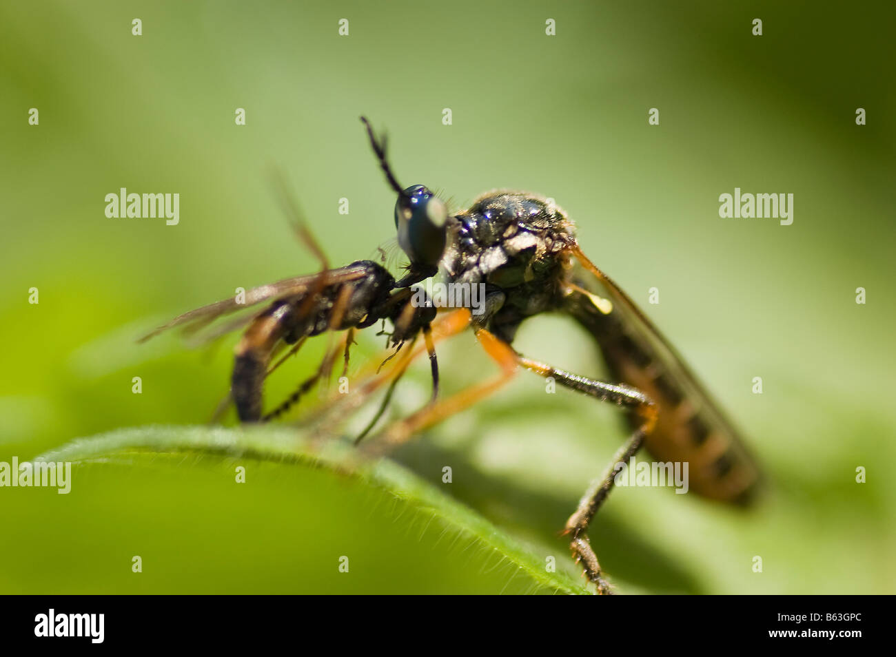 Insect hunting hi-res stock photography and images - Alamy