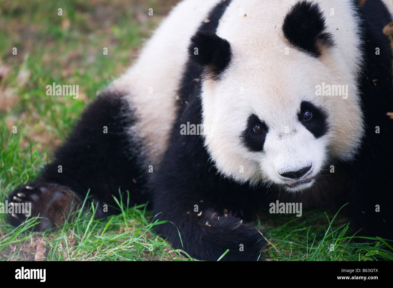 China Sichuan Panda Reserve Unesco World Heritage Site Stock Photo Alamy China Sichuan Panda Reserve Unesco World Heritage Site Stock Photo Alamy