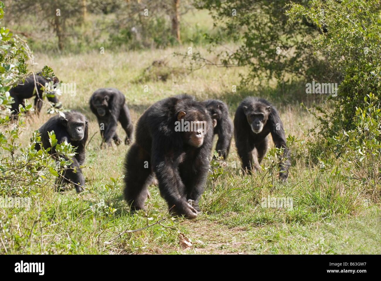 running group of Common Chimpanzee, Pan troglodytes, Laikipia Sweetwaters Privat RESERVE KENYA Africa Stock Photo