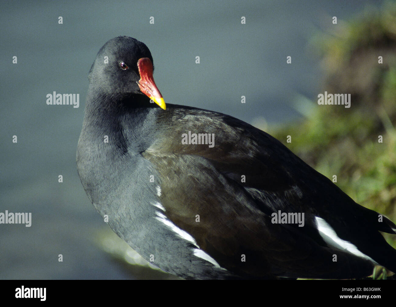 Moorhen, gallinula chloropus, with yellow tipped red bill and forehead, UK 2006 Stock Photo