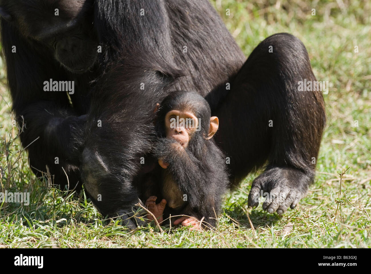 Newborn Common Chimpanzee, Pan troglodytes, Laikipia Sweetwaters Privat RESERVE KENYA Africa Stock Photo