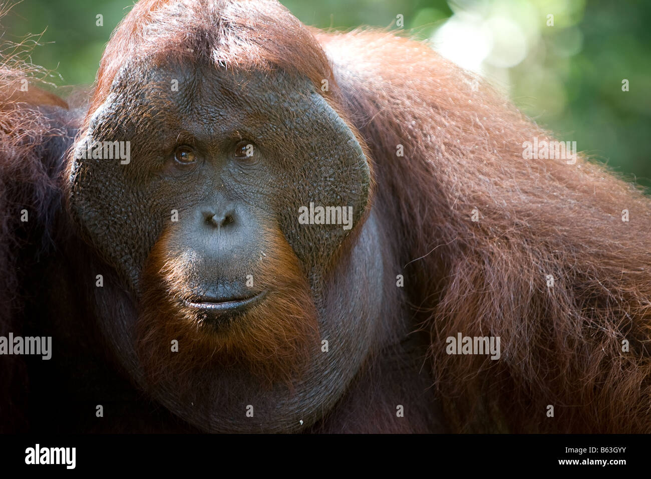 Male orangutan [Pongo pygmaeus] in Tanjung Puting NP Borneo Stock Photo ...