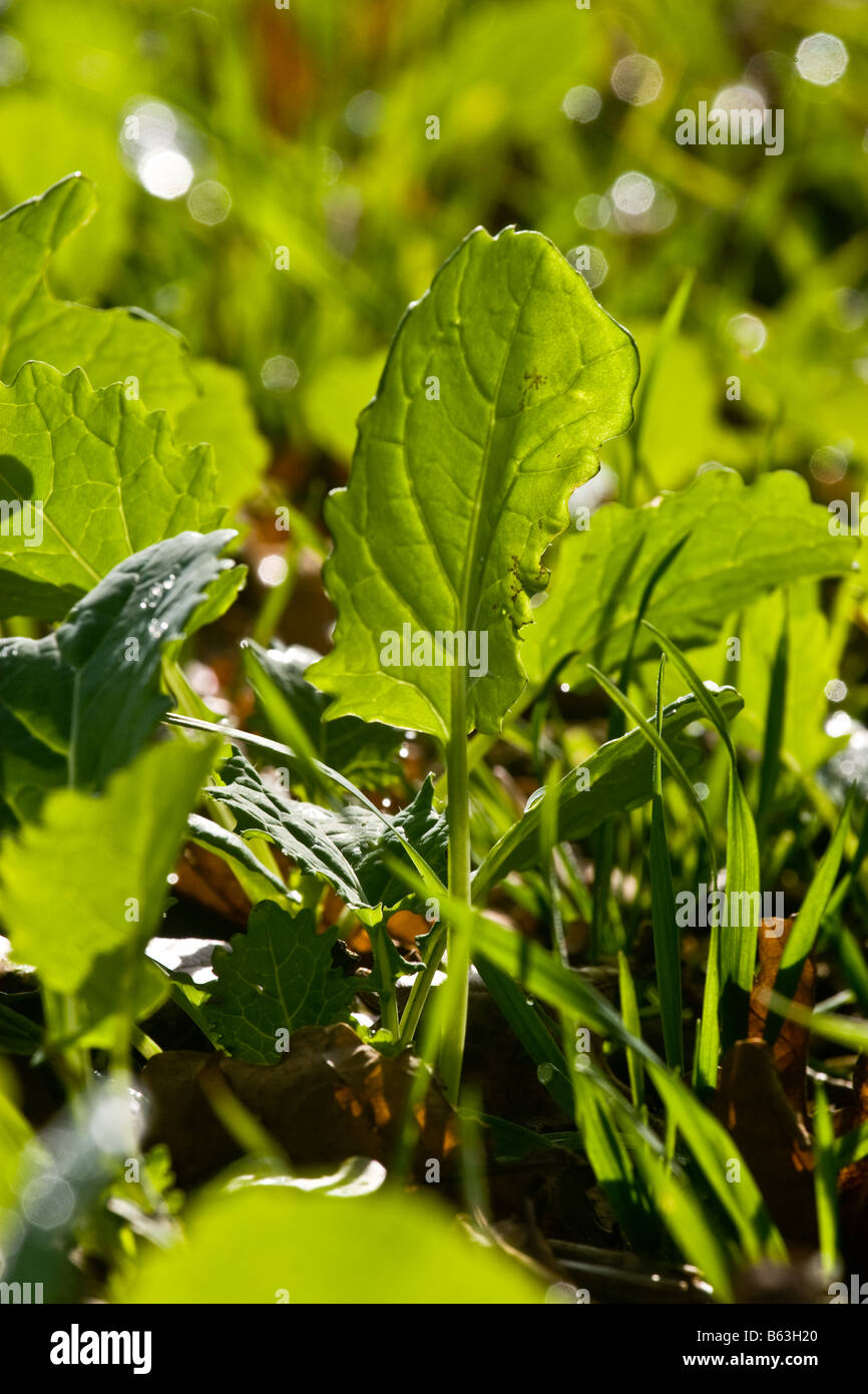 Early Rape growing in a field Stock Photo - Alamy
