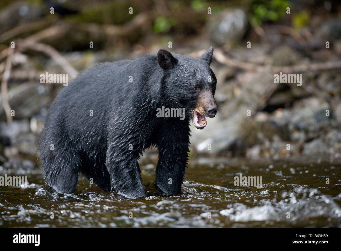 USA Alaska Kake Black Bear Ursus americanus pops his jaw in threat display while walking along Gunnuk Creek Stock Photo