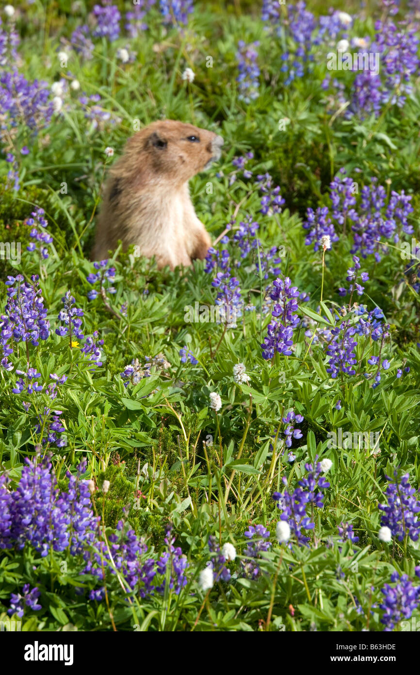 Lupine animal hires stock photography and images Alamy
