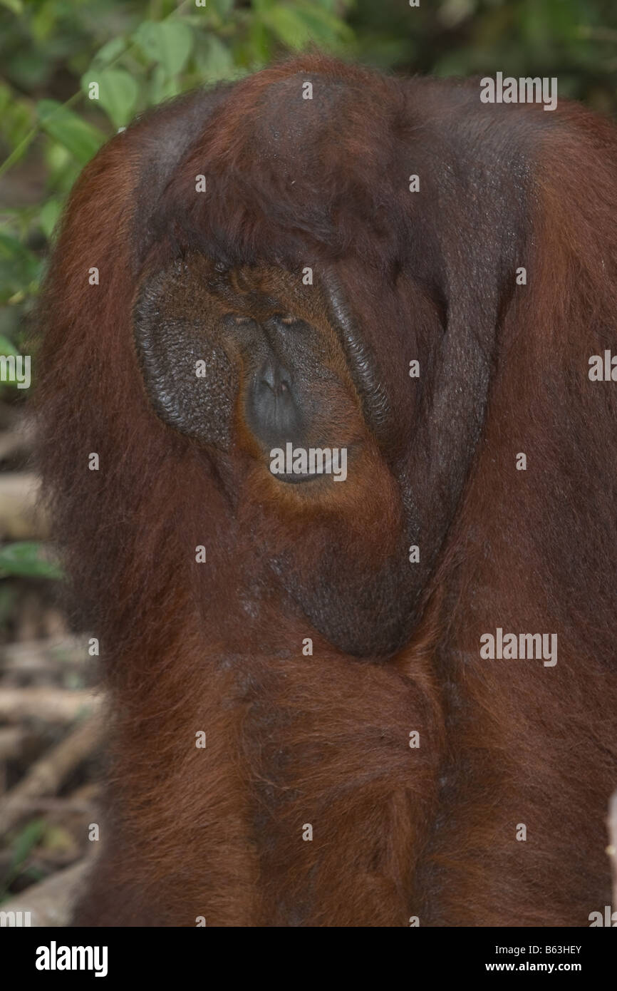 Male orangutan [Pongo pygmaeus] in Tanjung Puting NP Borneo Stock Photo
