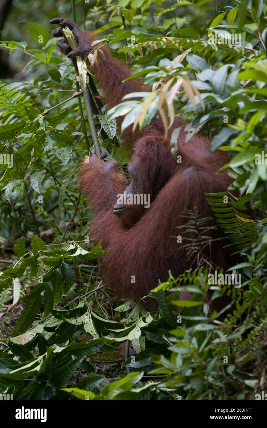 Female orangutan [Pongo pygmaeus] in Tanjung Puting NP Borneo Stock Photo