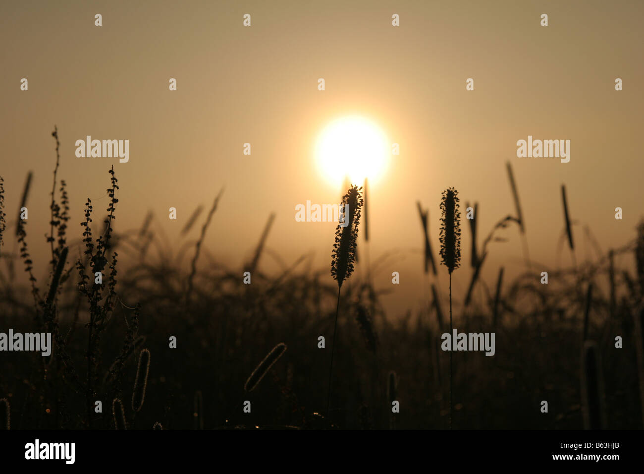 Sunrise over field hi-res stock photography and images - Alamy