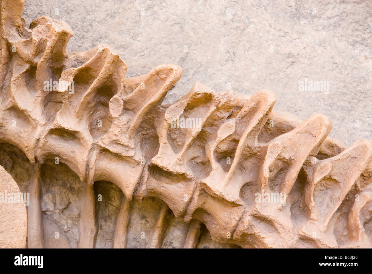 Close up Skeleton model of an ancient species of dinosaur as displayed in the Utah Museum of Natural History on the University o Stock Photo