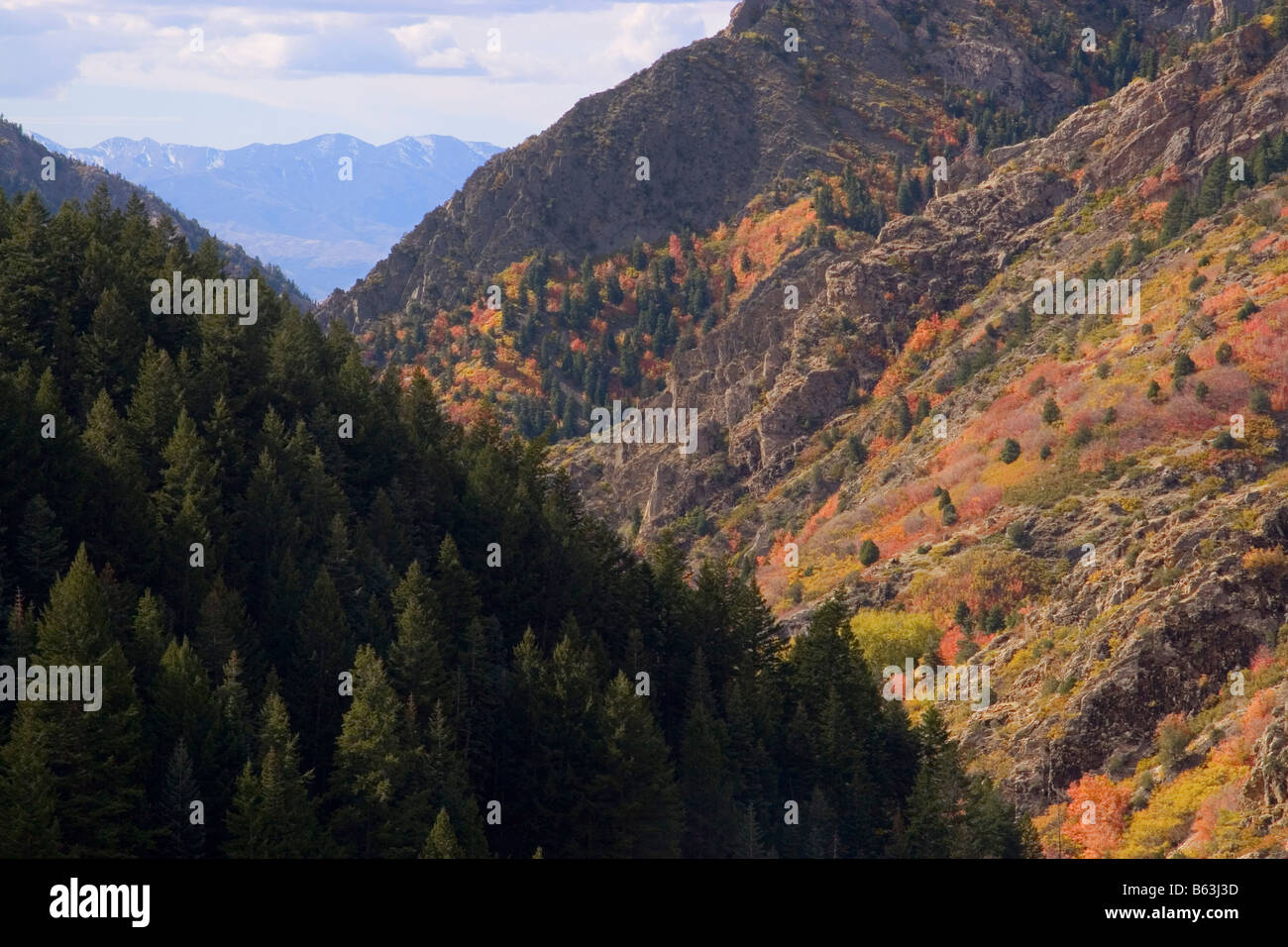 Cottonwoods maples and spruce trees at the height of autumn in Big Cottonwood Canyon part of the Wasatch Mountains in northern U Stock Photo