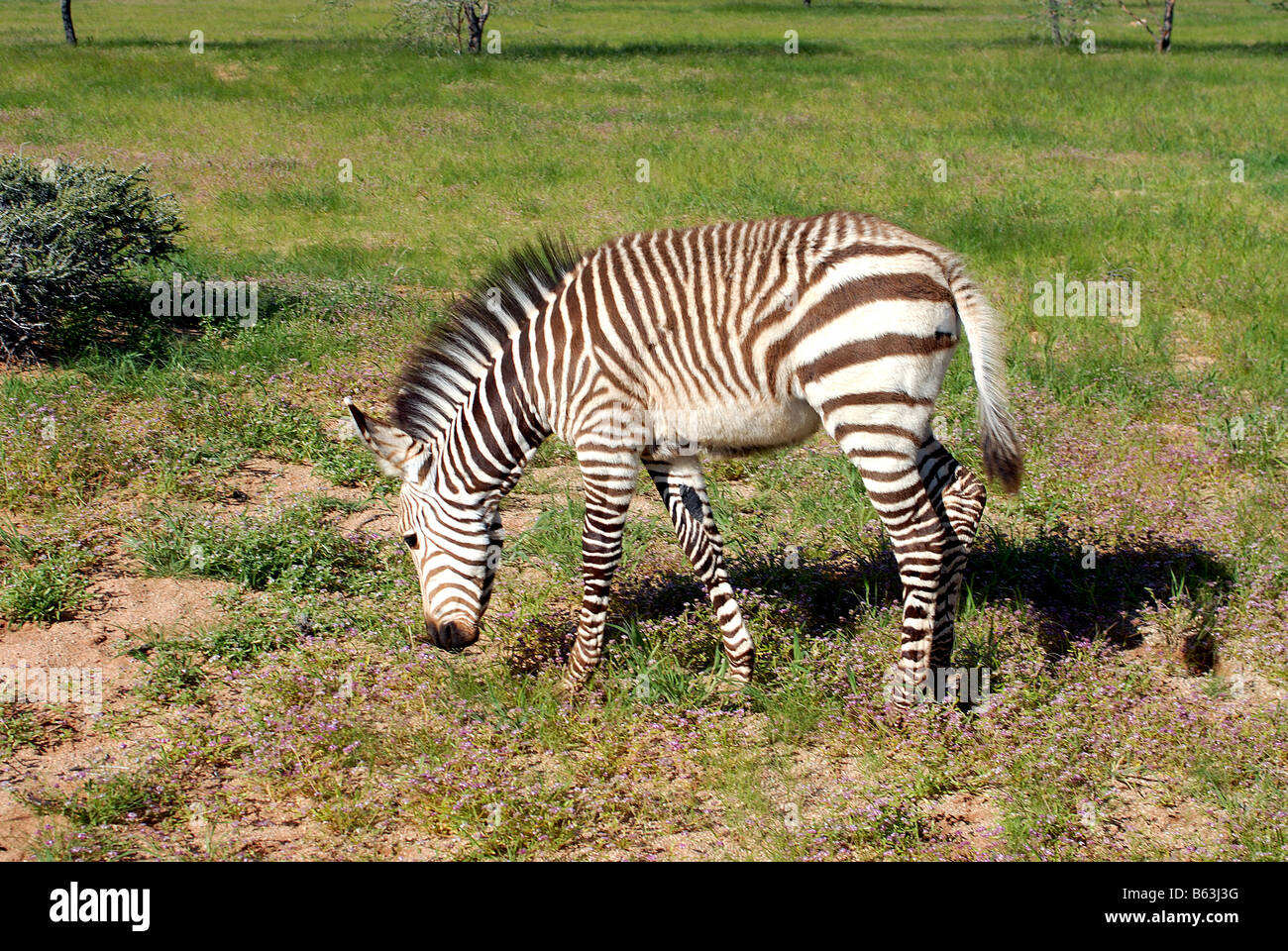 young zebra in pasture near Solitaire Namibia Stock Photo