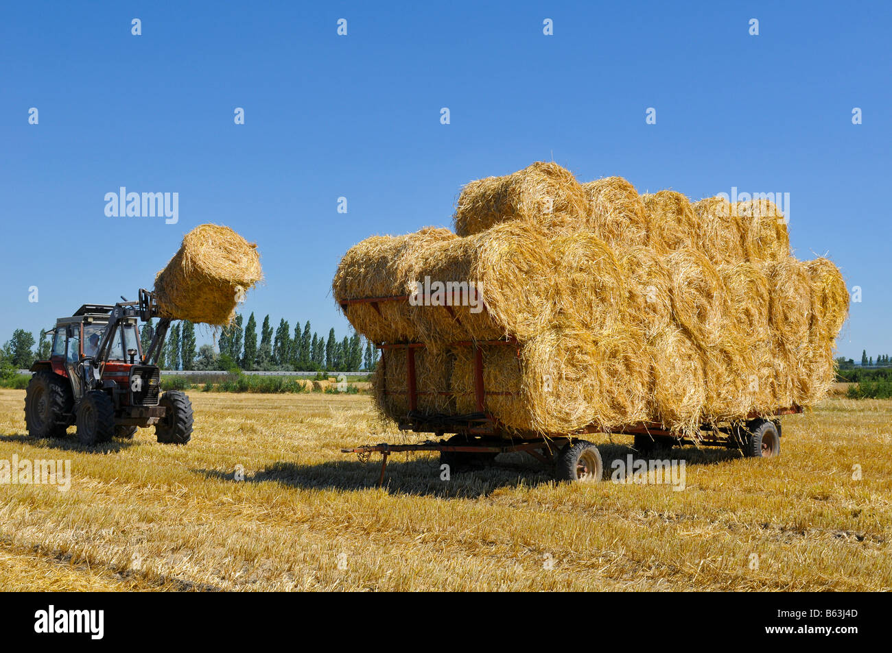 Loading a trailer straw,  France. Stock Photo