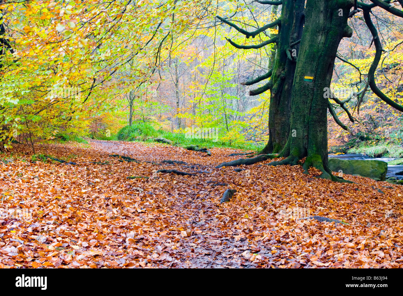 Path at Hardcastle Crags in Autumn Stock Photo