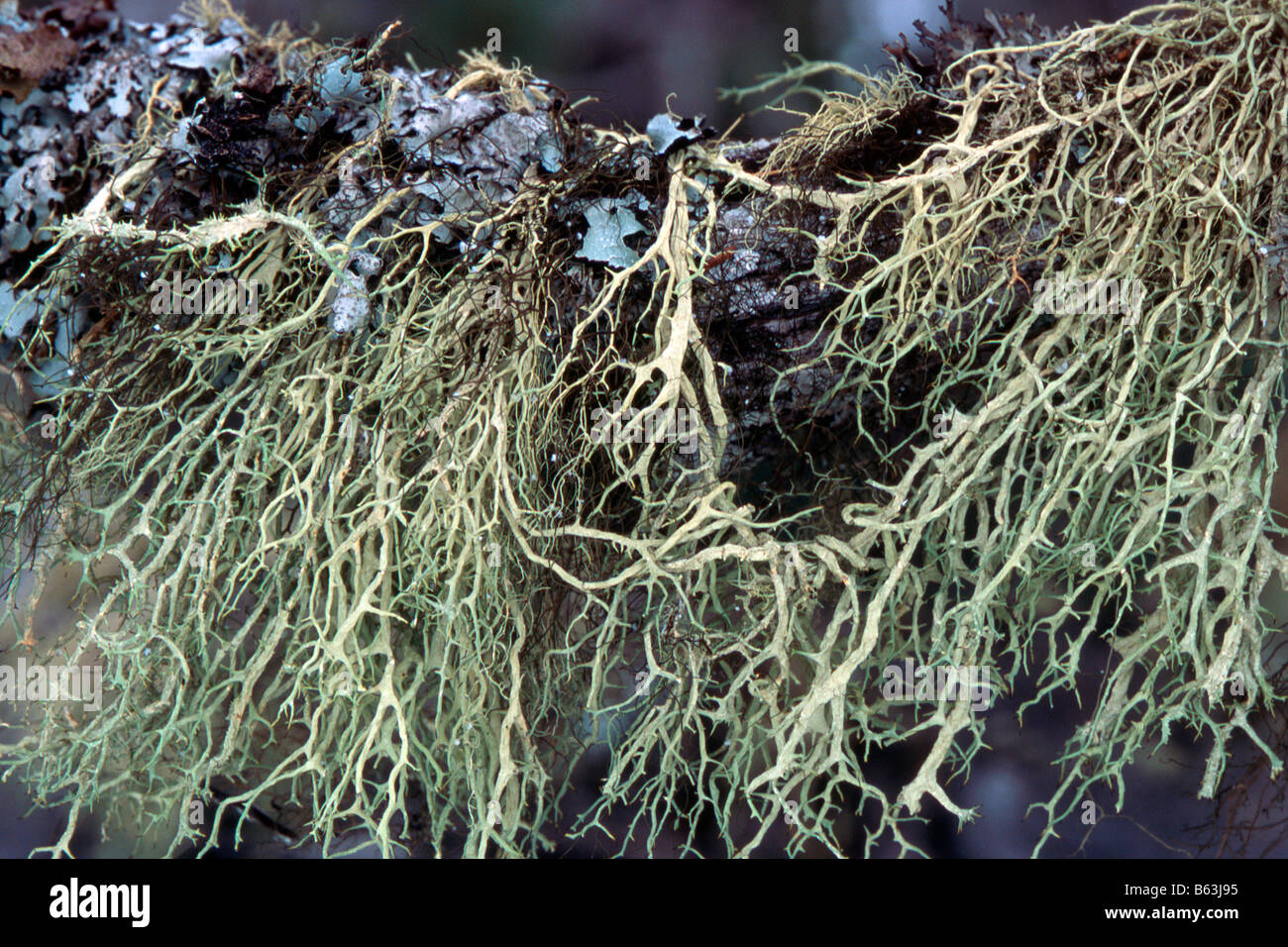 Lichen (Evernia divaricata) Stock Photo