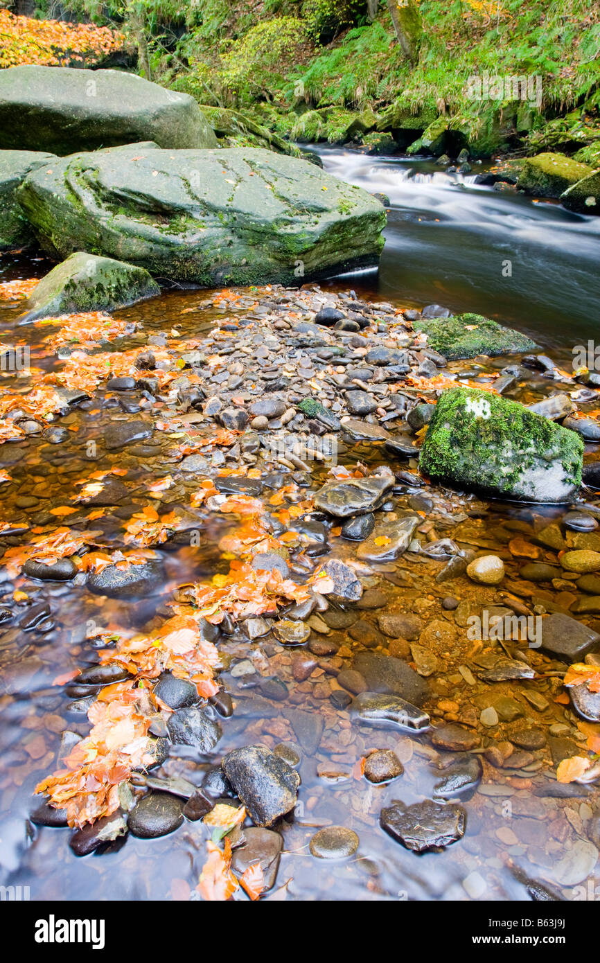 Leaves and river at Hardcastle Crags in Autumn Stock Photo
