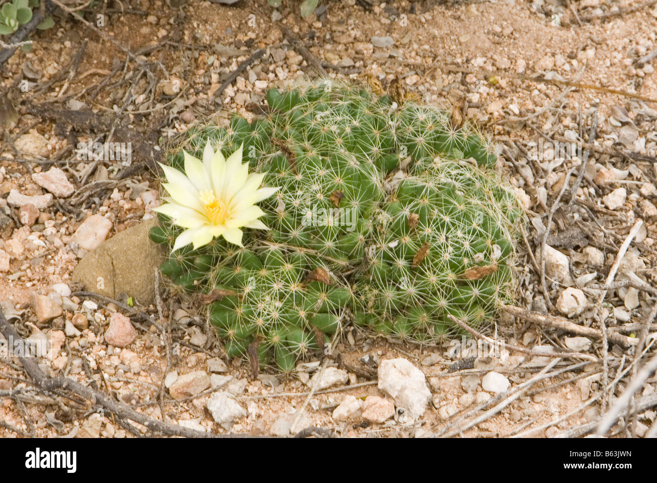 Longmamma Pincushion Mammillaria sphaerica Stock Photo - Alamy