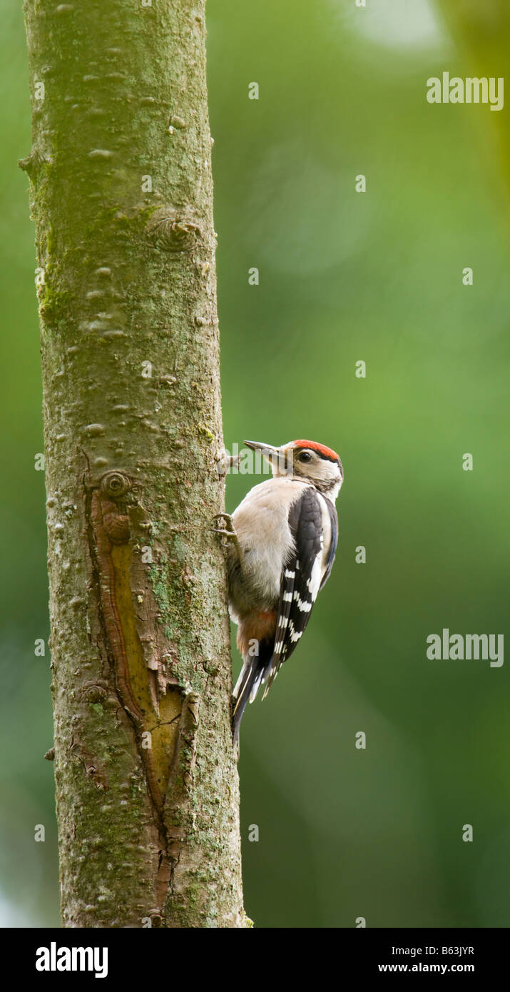 Great spotted woodpecker clinging to tree Stock Photo