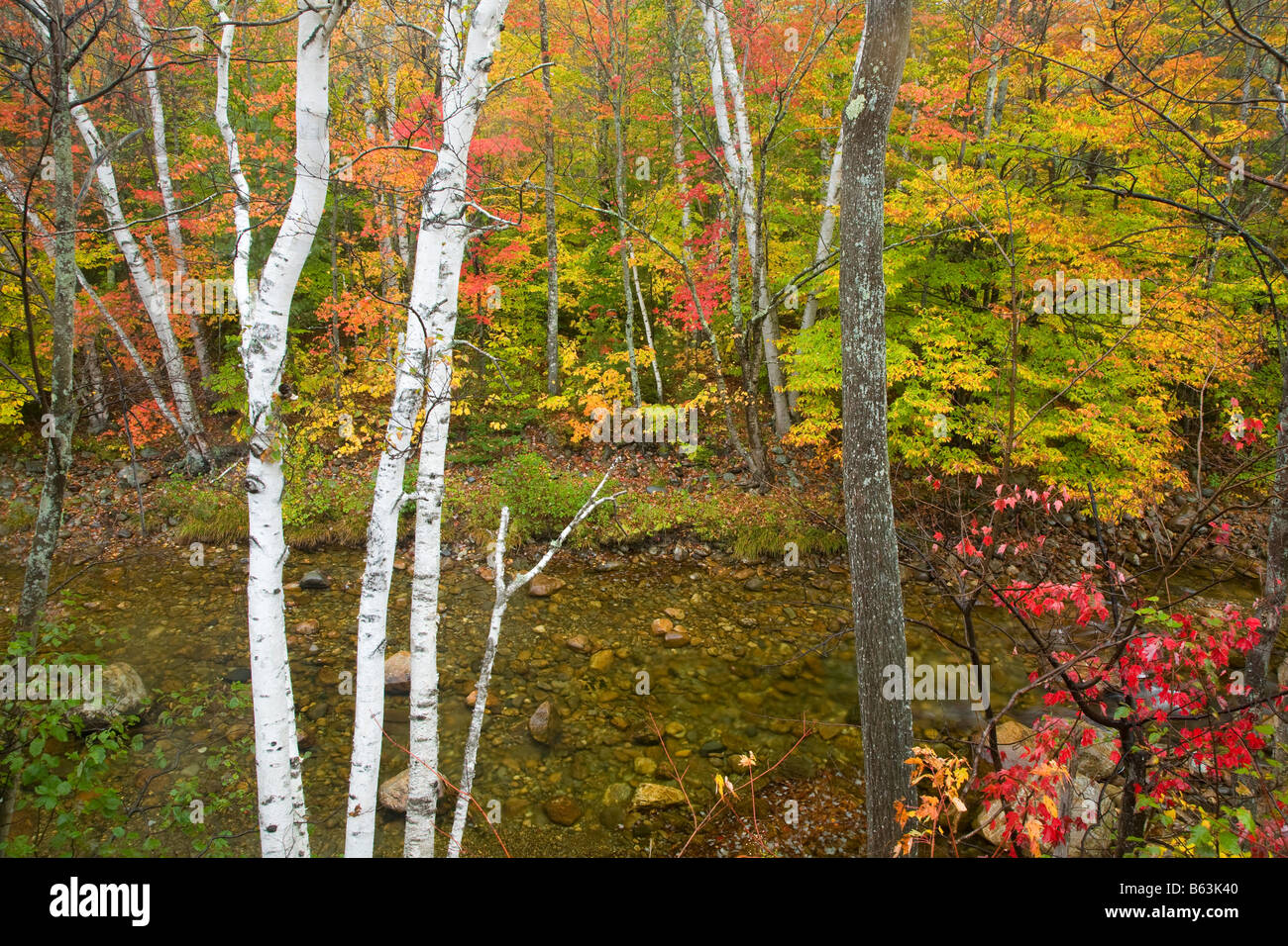 Birch trunks and fall trees, White Mountain National Forest, New Hampshire, USA. Stock Photo