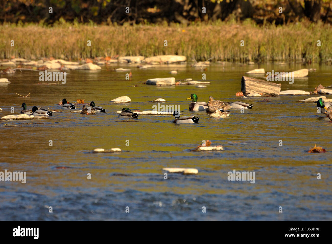 Mallard ducks floating in the Little Miami National Scenic River near Cincinnati Ohio USA Stock Photo