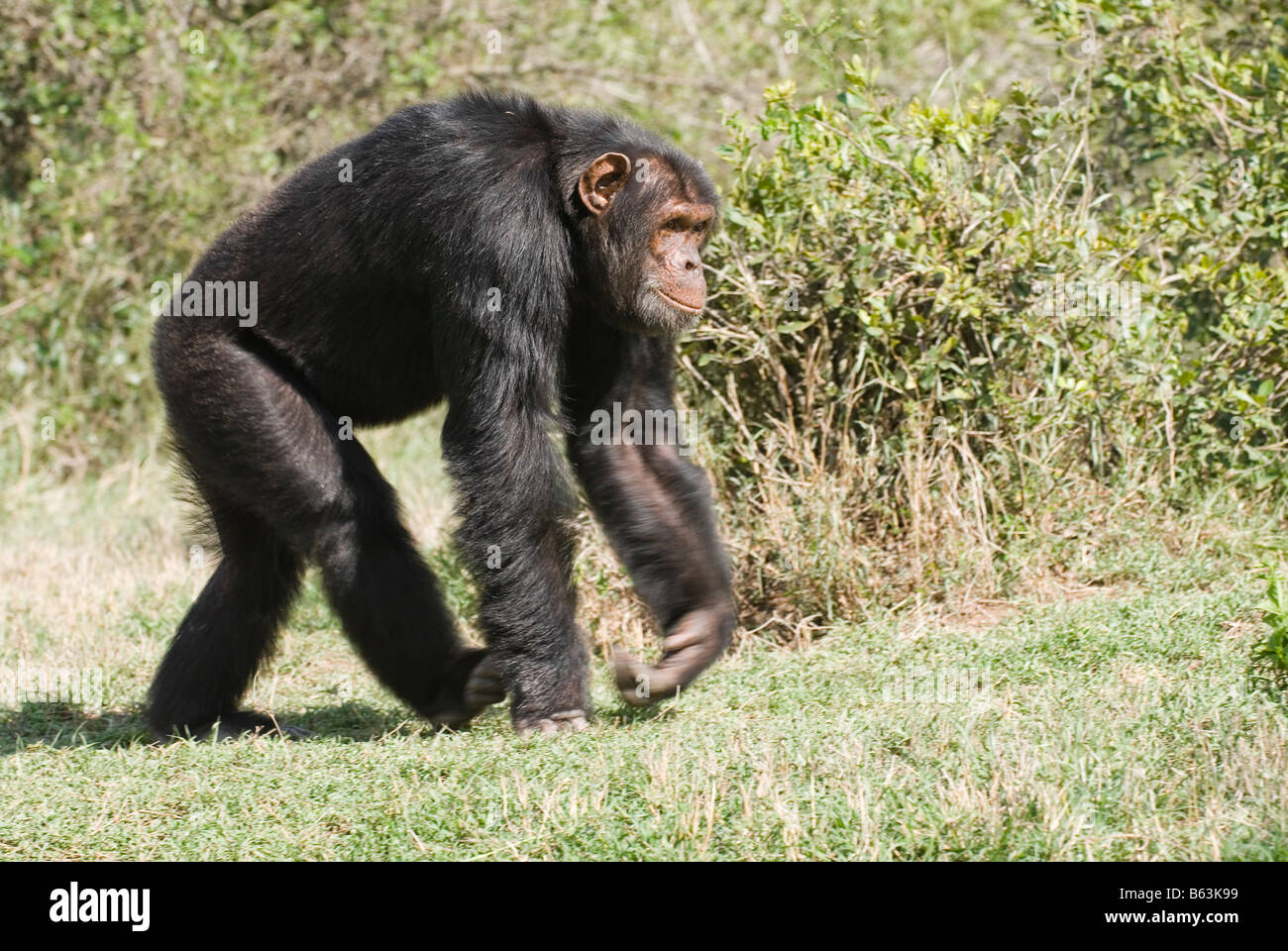 Common Chimpanzee, Pan troglodytes, Laikipia Sweetwaters Privat RESERVE KENYA Africa Stock Photo