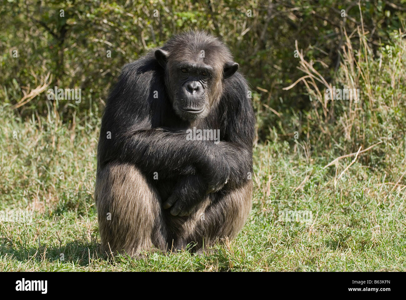 Common Chimpanzee, Pan troglodytes, Laikipia Sweetwaters Privat RESERVE KENYA Africa Stock Photo