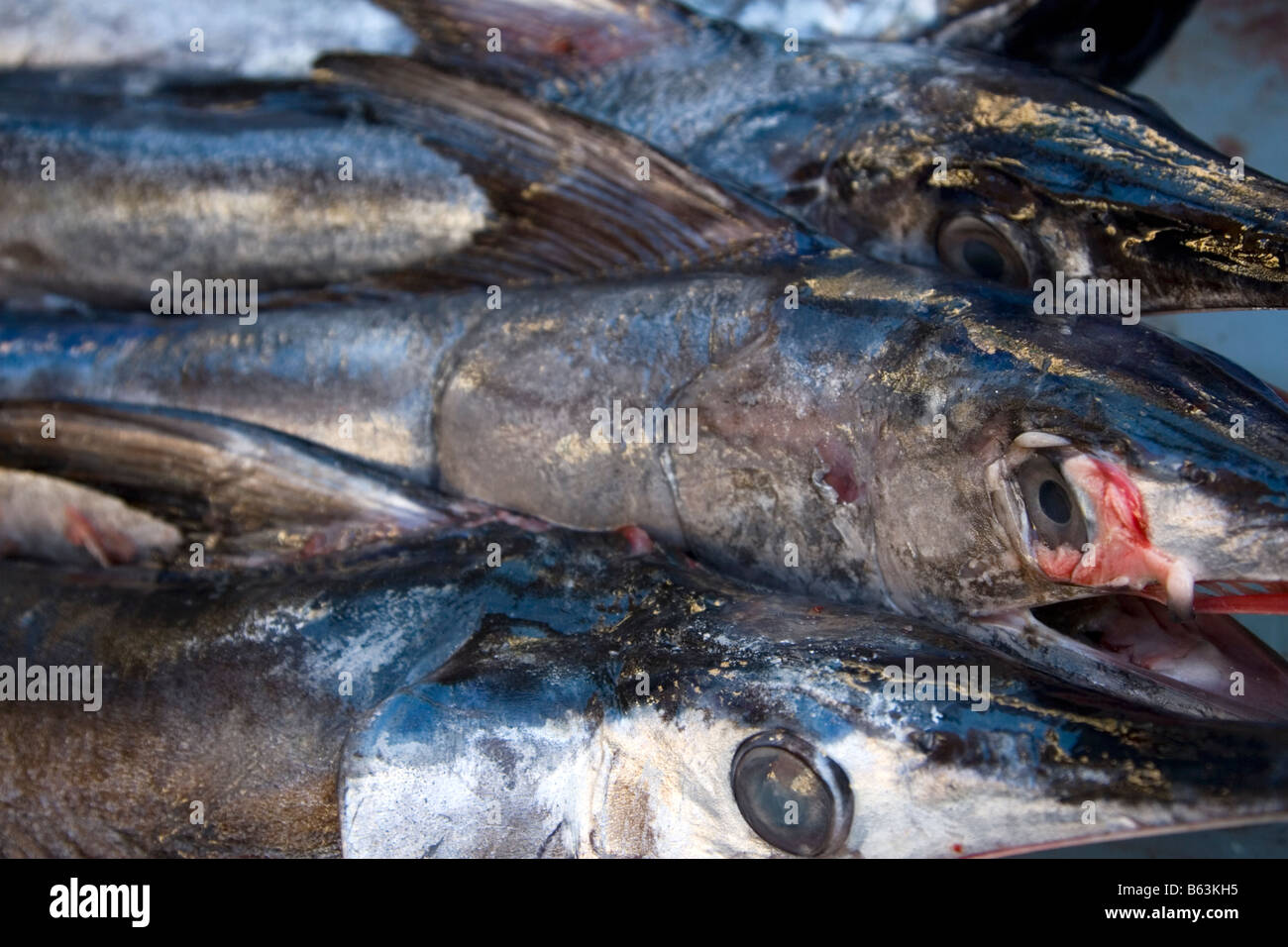 Young swordfishes stacked in crates swordfish is a common and popular
