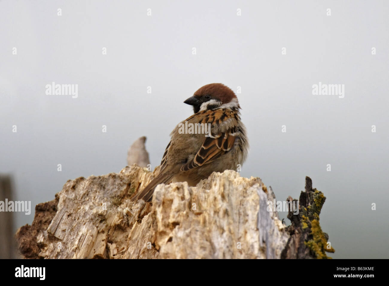 Feldsperling Passer montanus Tree Sparrow Stock Photo