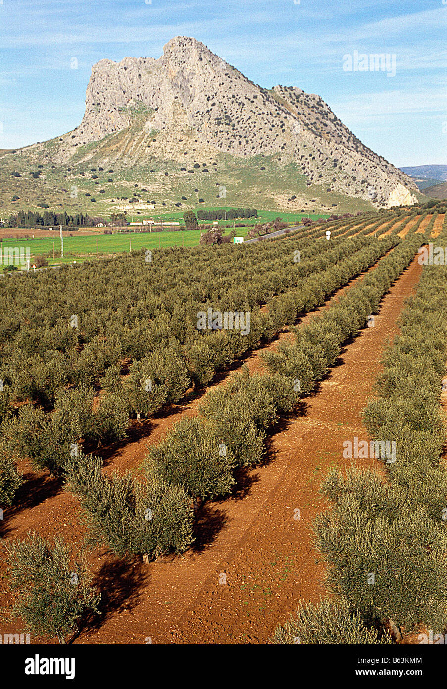 Olive groves and Peña de los Enamorados. Antequera. Malaga province. Andalusia. Spain. Stock Photo