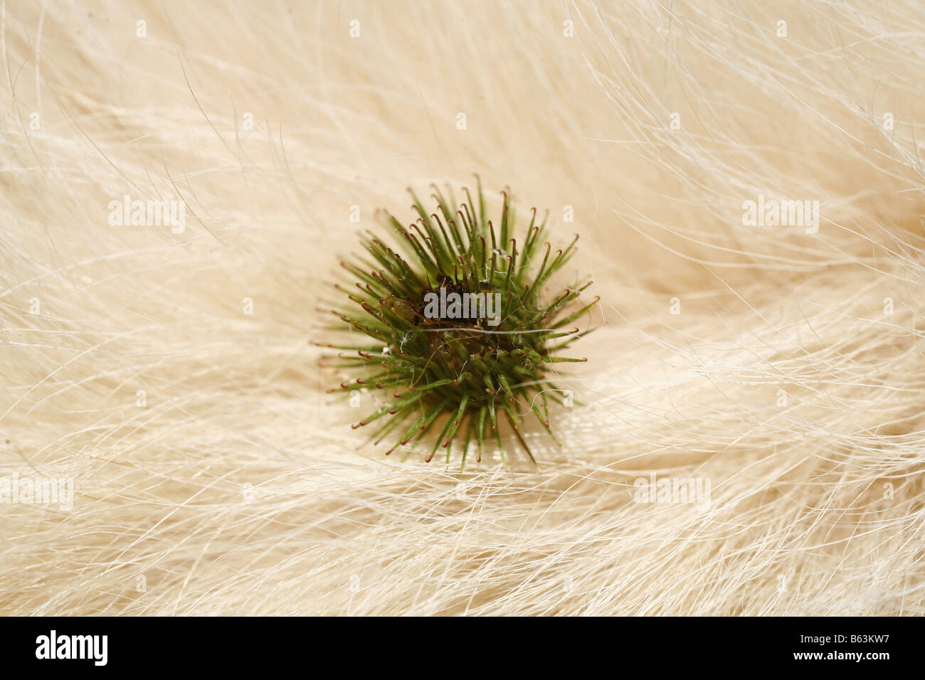 Burdock (Arctium sp). Seed head in the fur of a Golden Retriever Stock Photo