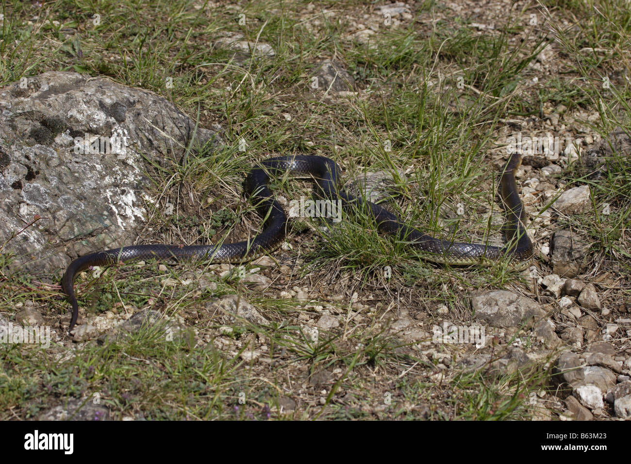 Aesculapian Snake äskulapnatter zamenis longissimus Elaphe longissima Stock Photo