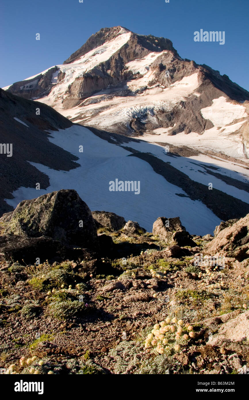 Mount Hood above alpine wildflowers on Barrett Spur Mount Hood Wilderness Mount Hood National Forest Oregon Stock Photo