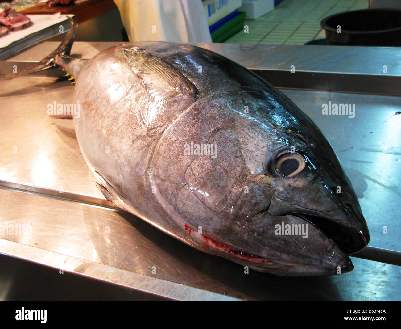 Tuna is an important commercial fish some varieties of tuna hires