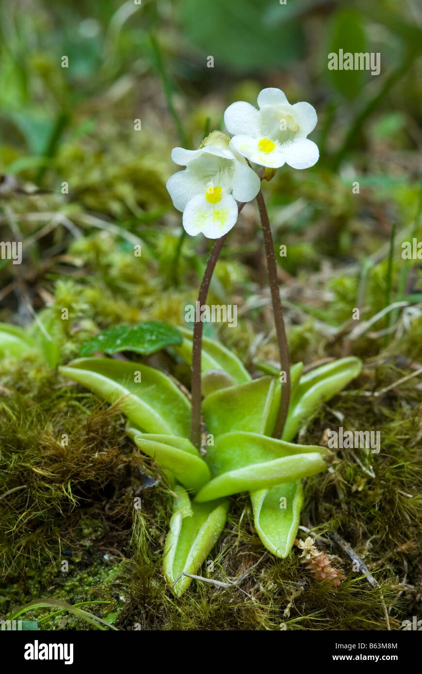 Alpine Butterwort (Pinguicula alpina), flowering Stock Photo Alamy