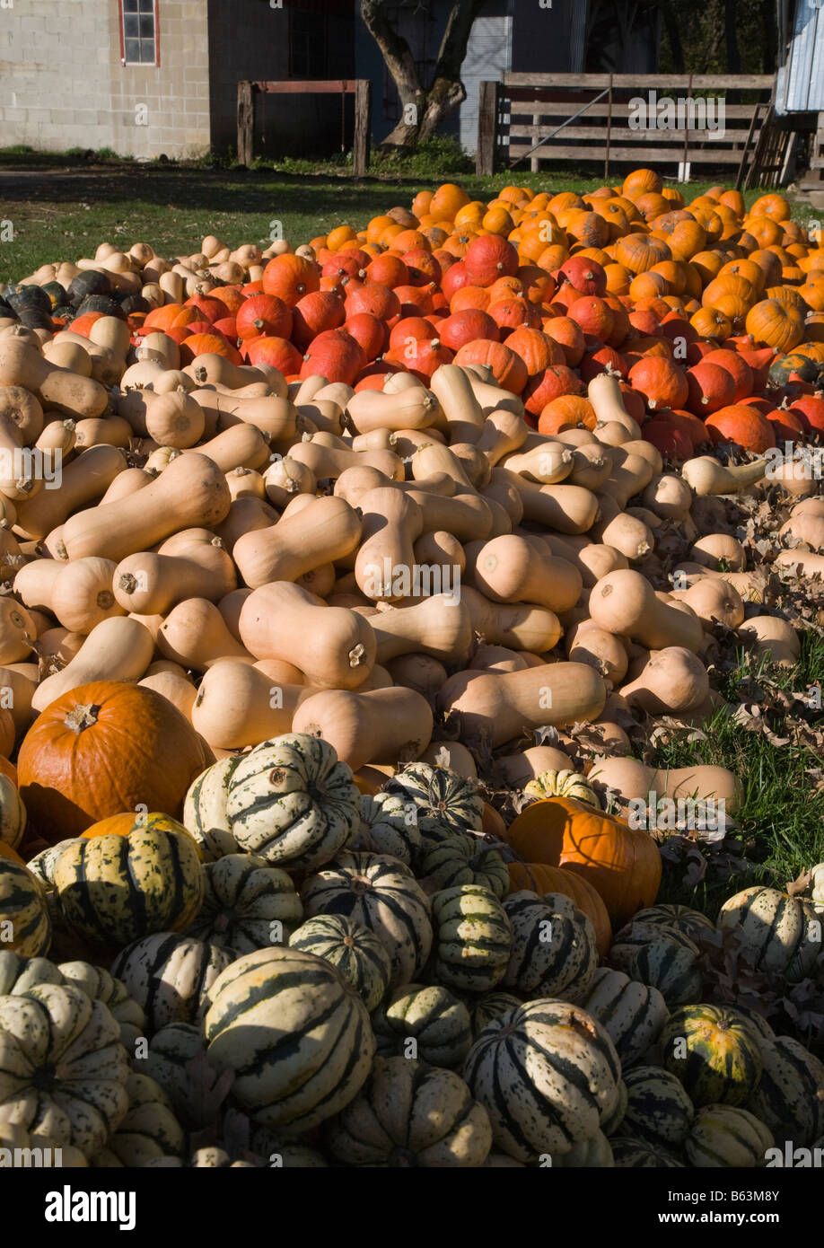 gourds on an Amish farm, Iowa Stock Photo