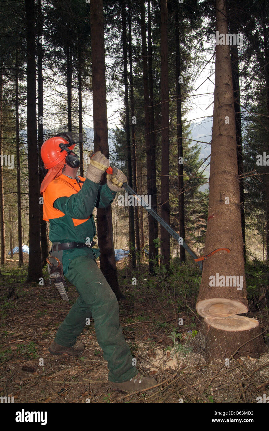 Forest worker directing fall of felled tree Stock Photo