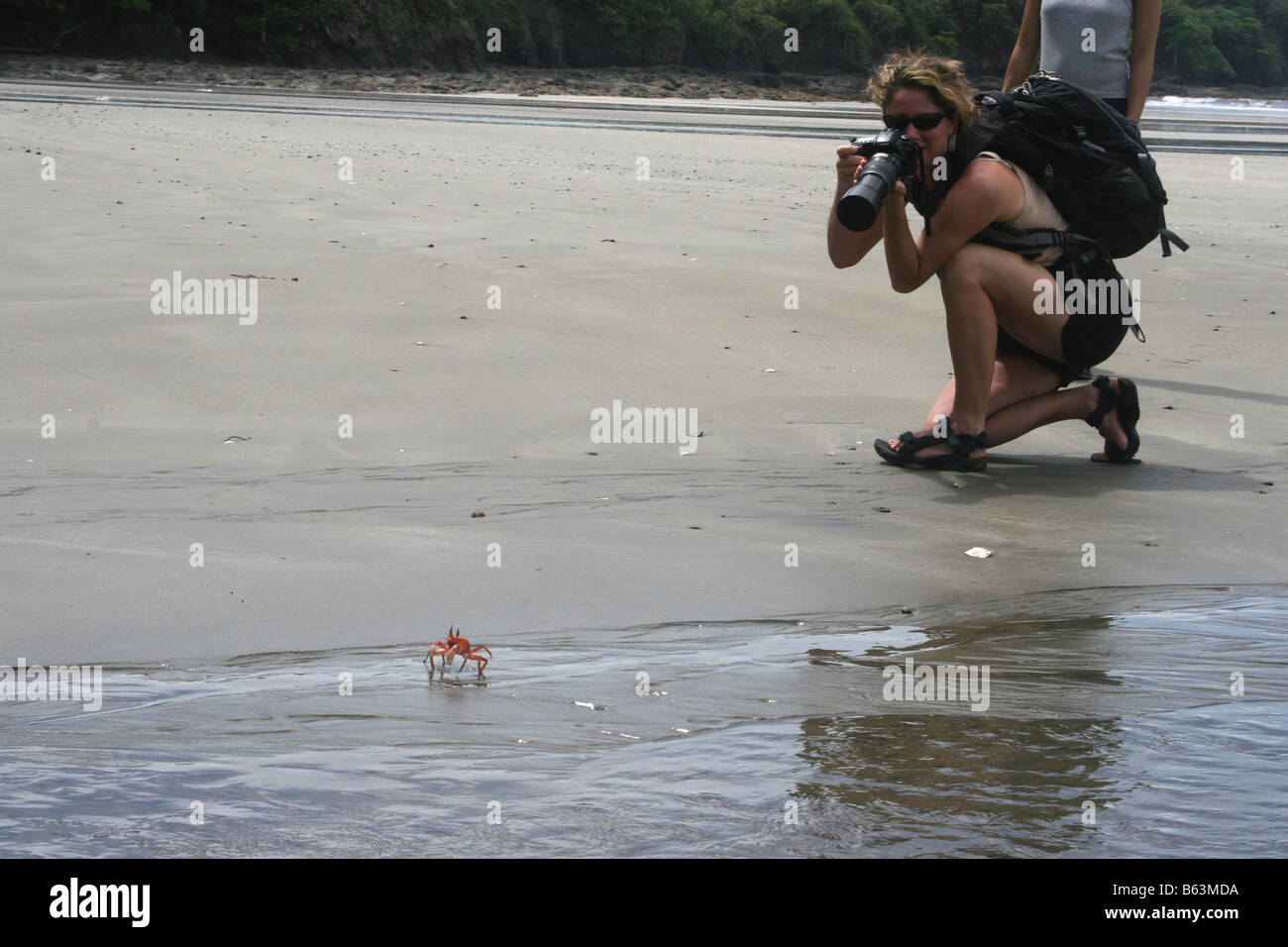 Tourist on a beach in Costa Rica takes a picture of a crab. Stock Photo