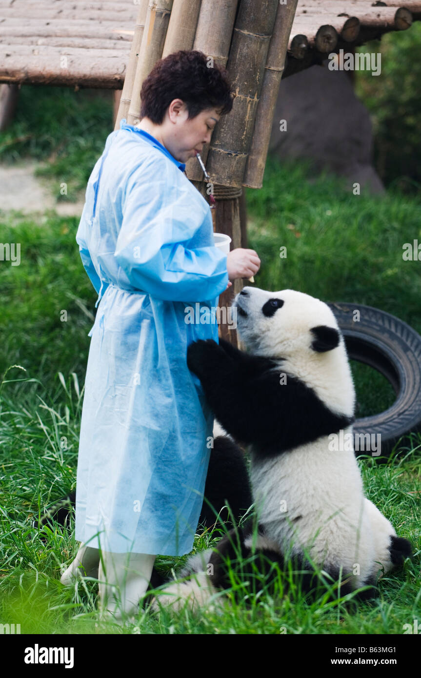 China Sichuan Panda Reserve Unesco World Heritage Site Stock Photo Alamy China Sichuan Panda Reserve Unesco World Heritage Site Stock Photo Alamy