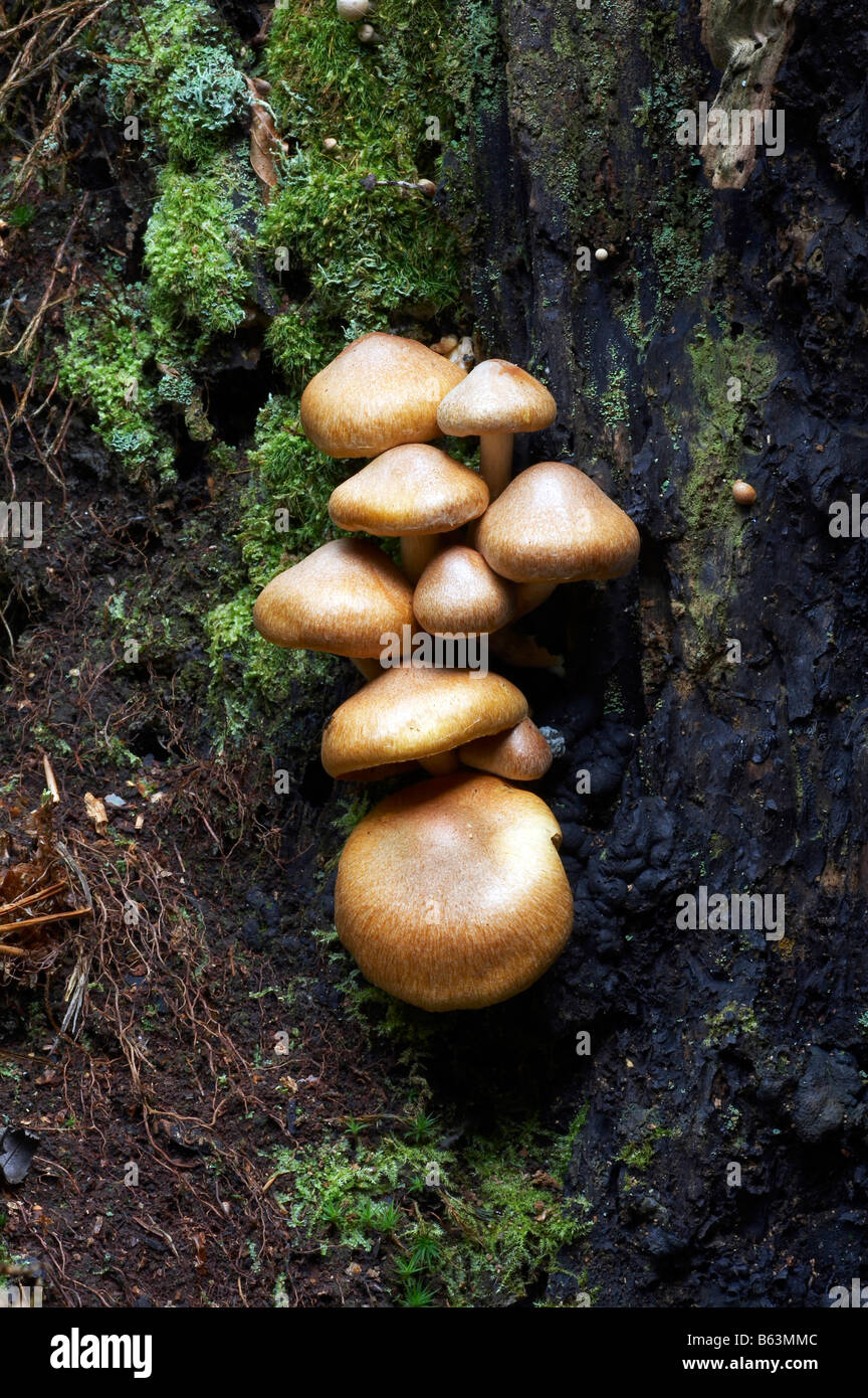 Poison Pie fungi Stock Photo