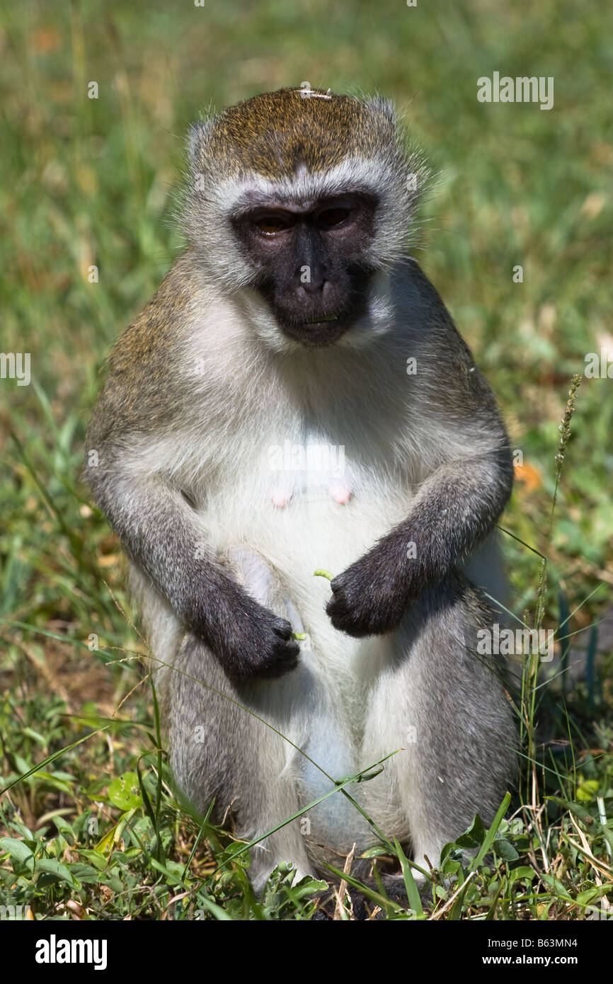 Monkey Pose Stock Photos & Monkey Pose Stock Images - Alamy