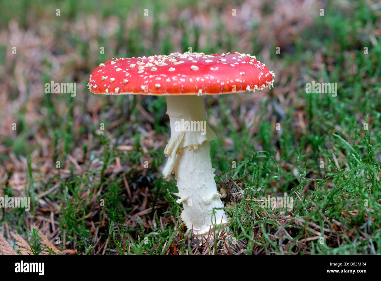 Fly Agaric mushroom Stock Photo