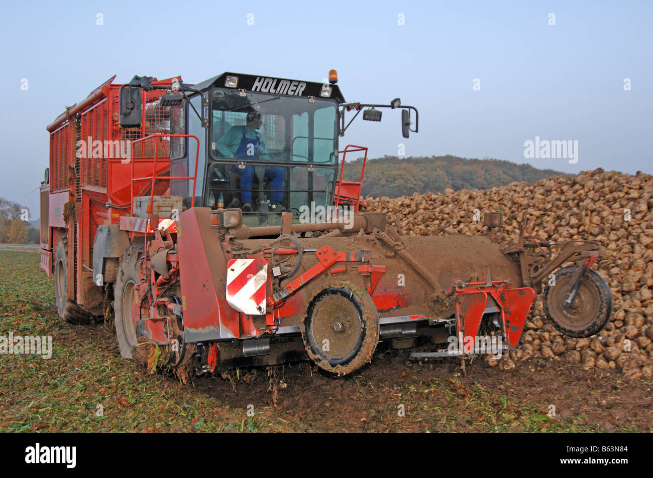 Sugar Beet (Beta vulgaris subsp. vulgaris var. altissima). A beet harvester at work Stock Photo