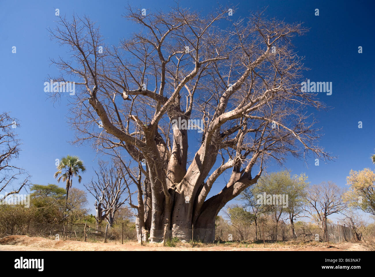 The Big Tree, Victoria Falls, Zimbabwe Stock Photo Alamy