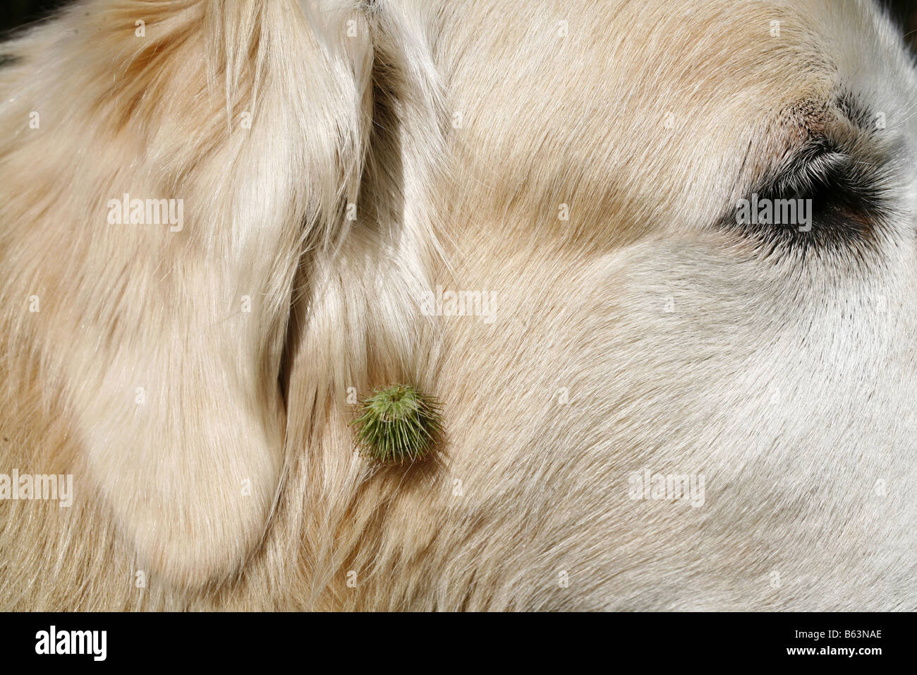 Burdock (Arctium sp). Seed head on the ear of a Golden Retriever Stock Photo