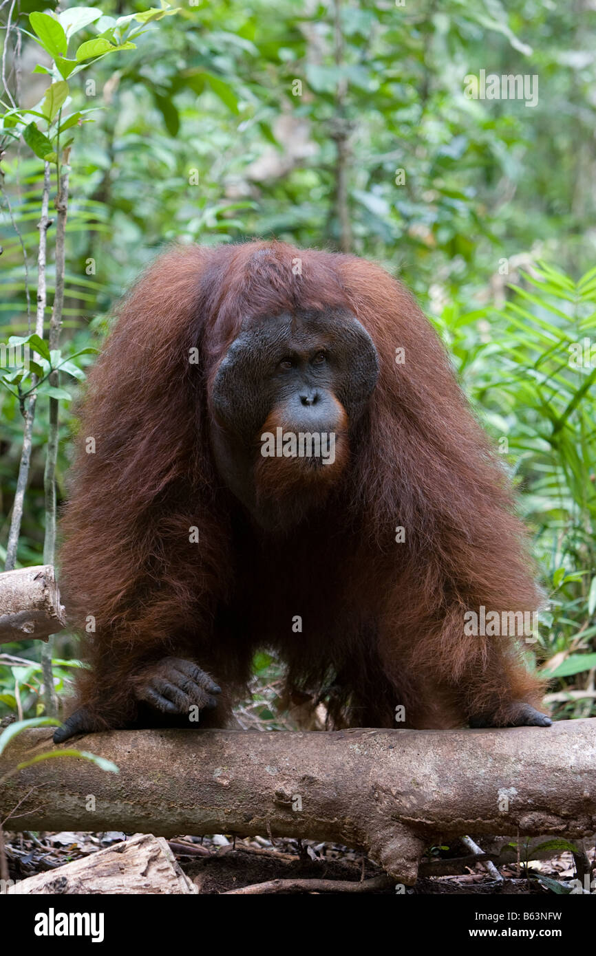 Male orangutan [Pongo pygmaeus] in Tanjung Puting NP Borneo Stock Photo ...